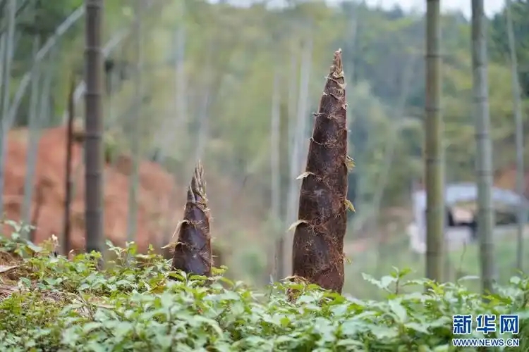 **筍友當心吃錯傷身